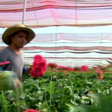 Maior plantação de rosas do Brasil fica no Ceará, na Serra de Ibiapaba